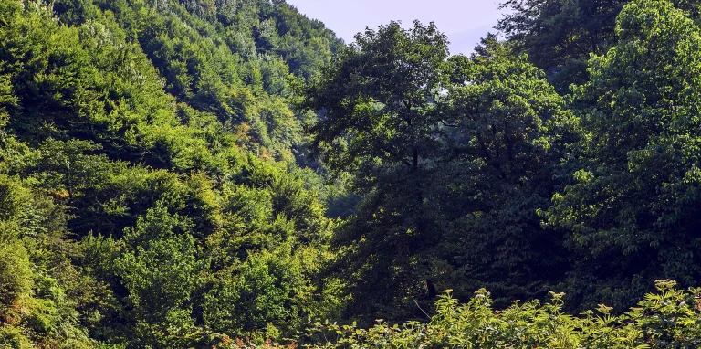 راهنمای جامع سفر به شمال ایران در تابستان