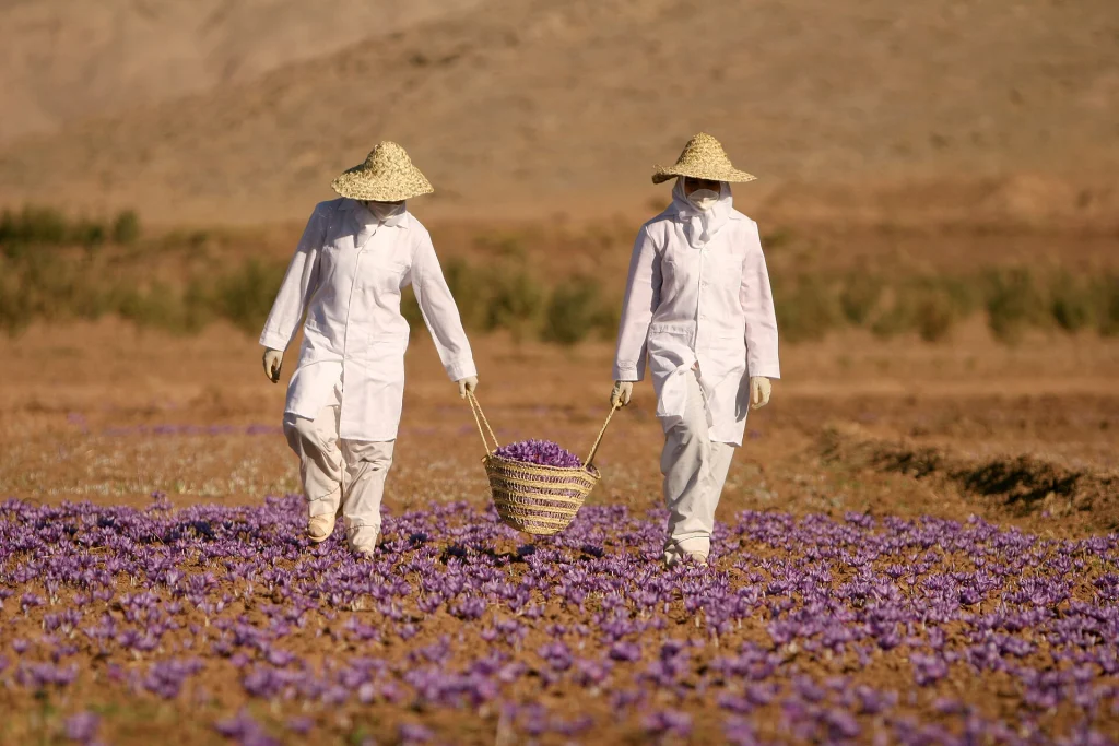 دو گل‌چین با کلاه حصیری و روپوش سفید سبدی پر از گل زعفران را از میان مزرعهٔ بنفش زعفران در تربت حیدریه می‌برند